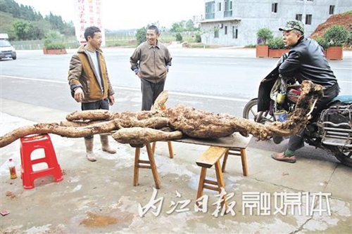 内江村民再次挖出巨型葛根,长3米7,重210斤！(图3)
