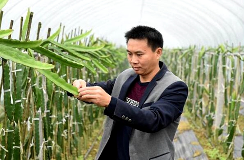 宜宾长宁：红心火龙果助日子更红火(图2)