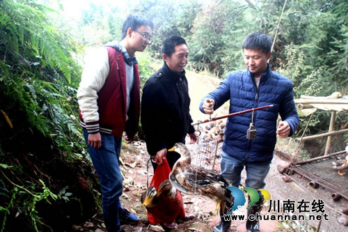 泸州：返乡青年山林养土鸭&nbsp;一年赚10万(图1)