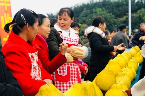 皮好剥肉好吃&nbsp;合江真龙柚今年卖到了澳大利亚(图2)