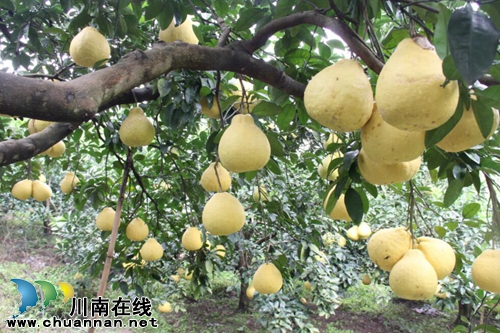 龙马潭区：九狮柚喜丰收&nbsp;万亩金黄压枝头(图1)