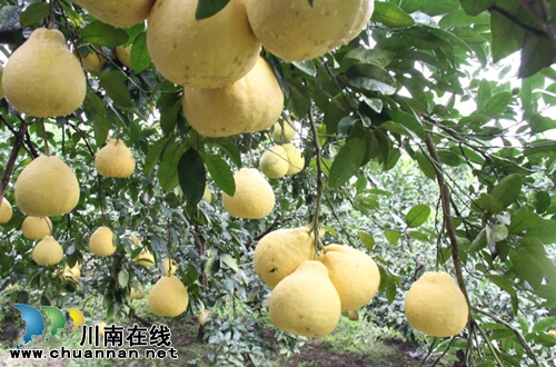 龙马潭区：九狮柚喜丰收&nbsp;万亩金黄压枝头(图2)