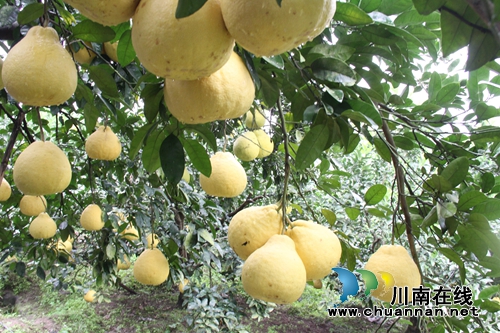 泸州龙马潭：九狮柚喜丰收&nbsp;万亩金黄压枝头(图1)