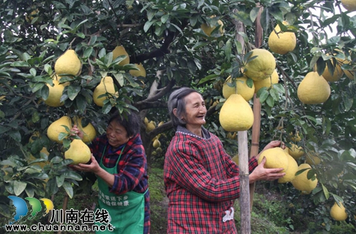 龙马潭区：九狮柚喜丰收&nbsp;万亩金黄压枝头(图3)