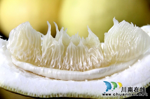 龙马潭区：九狮柚喜丰收&nbsp;万亩金黄压枝头(图4)