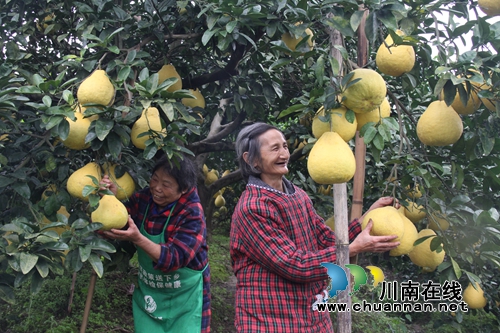 泸州龙马潭：九狮柚喜丰收&nbsp;万亩金黄压枝头(图2)