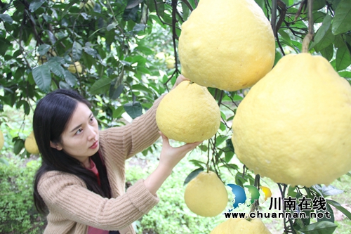 泸州龙马潭：九狮柚喜丰收&nbsp;万亩金黄压枝头(图3)