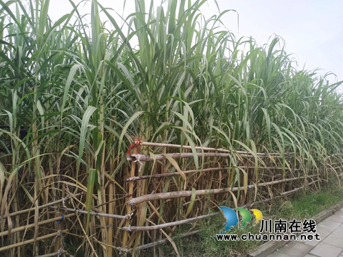 泸县云龙镇大水河村：“三味真火”助力乡村振兴，精彩这里有(图4)