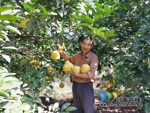 泸县云龙镇大水河村：“三味真火”助力乡村振兴，精彩这里有(图5)