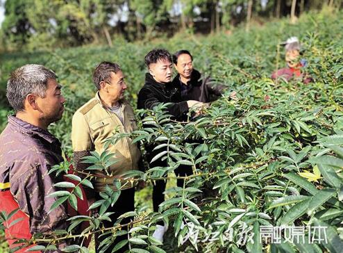 内江90后小伙弃医种花椒 助三百余户村民致富(图1) 内江90后小伙弃医种花椒 助三百余户村民致富(图1)
