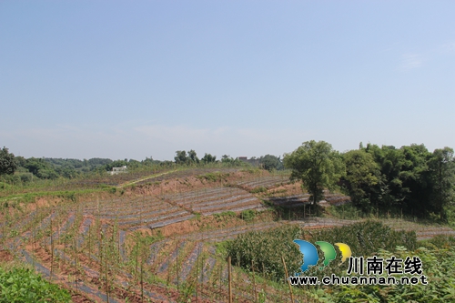 泸县云龙镇：着力实施土地整理项目&nbsp;为全面振兴乡村添油加彩(图2)