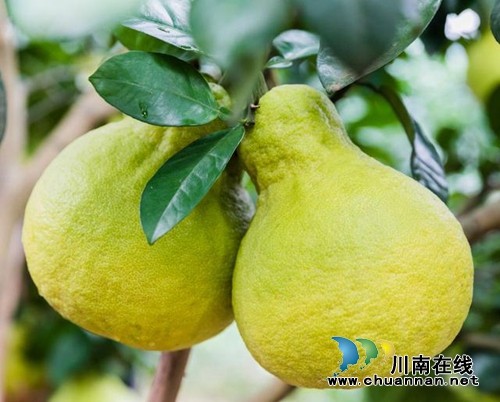 中国工程院调研合江县真龙柚产业发展情况(图1) 中国工程院调研合江县真龙柚产业发展情况(图1)