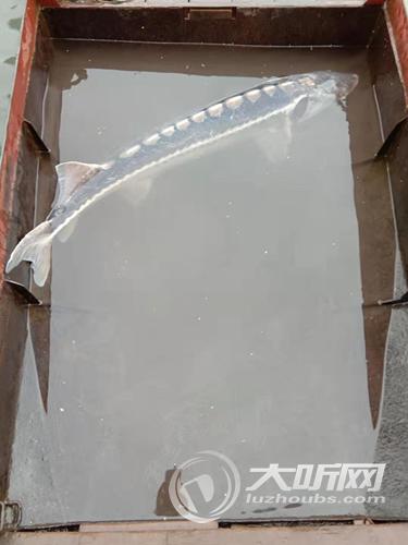 10年来最大&nbsp;泸州发现一条1.47米的长江鲟(图2)