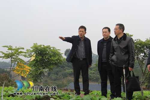 泸县云龙镇乡村振兴示范创建完成市级现场迎检(图3)