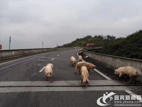 宜宾:货车侧翻“二师兄”高速乱窜 警方拖离(图1) 宜宾:货车侧翻“二师兄”高速乱窜 警方拖离(图1)