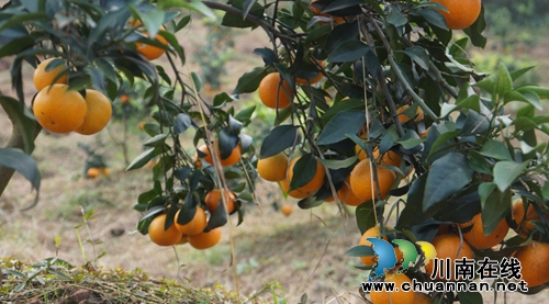 泸县立石镇普照村：甜过初恋的柑橘，更甜进果农的心里(图2)