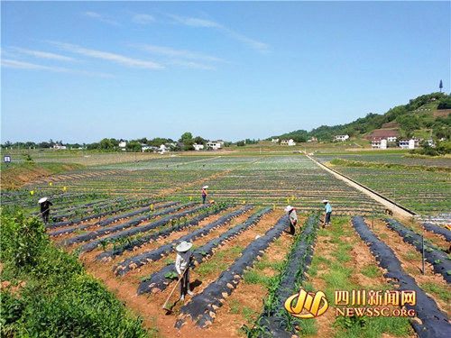 鼓钹齐鸣 泸州江阳区奏响乡村振兴“三部曲”(图2) 鼓钹齐鸣 泸州江阳区奏响乡村振兴“三部曲”(图2)