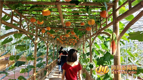 鼓钹齐鸣 泸州江阳区奏响乡村振兴“三部曲”(图3) 鼓钹齐鸣 泸州江阳区奏响乡村振兴“三部曲”(图3)