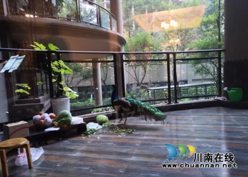 泸州：小区空中花园天降孔雀&nbsp;业主又惊又喜(图1)