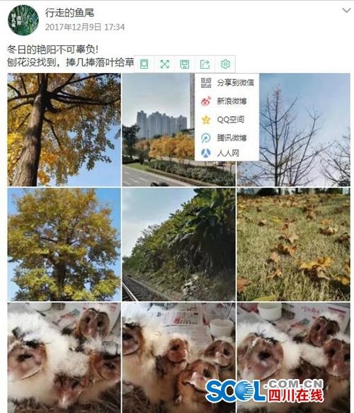 泸州“全职鸟妈妈”辞职抚养4个猴面鹰长大(图1)