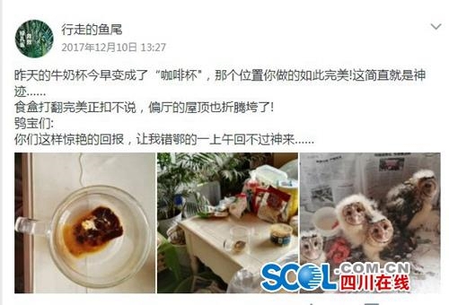 泸州“全职鸟妈妈”辞职抚养4个猴面鹰长大(图2)