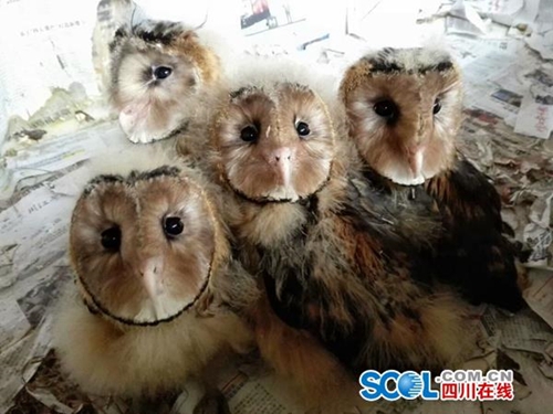 泸州“全职鸟妈妈”辞职抚养4个猴面鹰长大(图3)