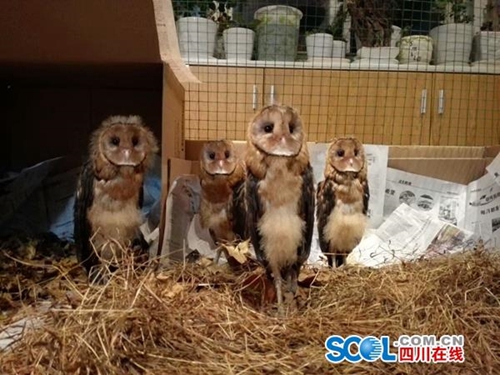 泸州“全职鸟妈妈”辞职抚养4个猴面鹰长大(图4)