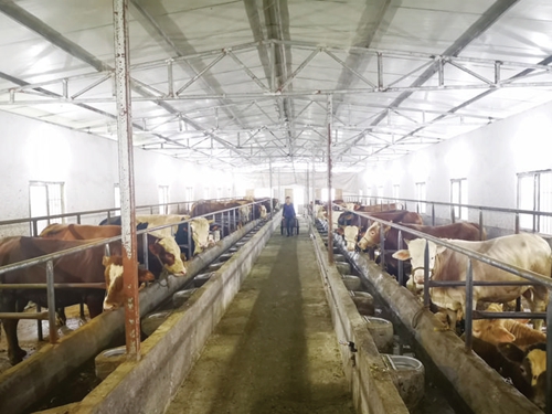 蜜蜂+肉牛&nbsp;叙永亮窗口村走出一条脱贫路(图1)