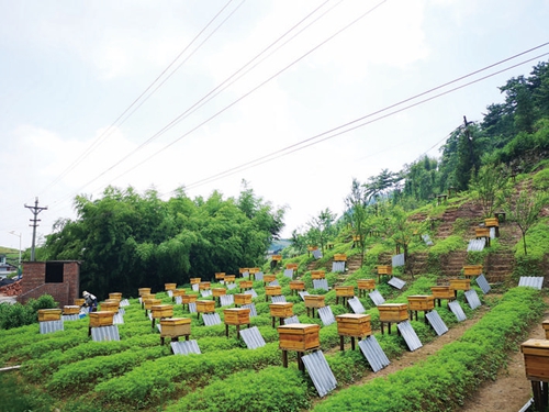 蜜蜂+肉牛&nbsp;叙永亮窗口村走出一条脱贫路