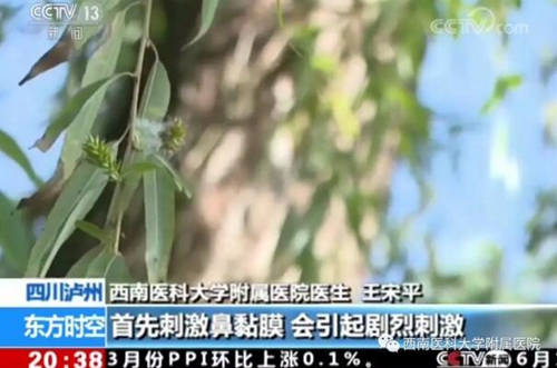 春季飞絮如何应对？西南医大附院专家给出建议(图2)