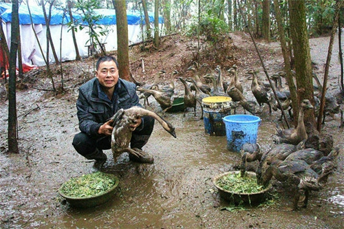 泸州：灰天鹅变“白天鹅”&nbsp;养一只要赚200元(图1)