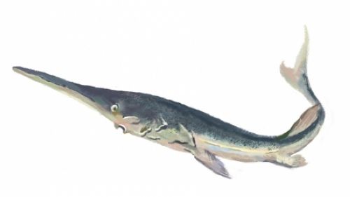 长江白鲟宣告灭绝 2003年宜宾曾现白鲟活体(图1) 长江白鲟宣告灭绝 2003年宜宾曾现白鲟活体(图1)