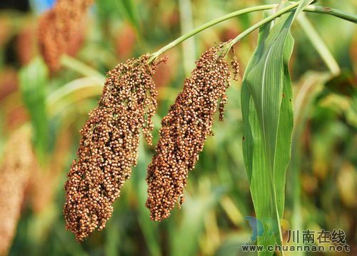 陈大刚：水月二郎滩(图6)