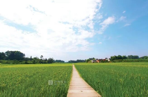 聚焦重点项目丨合江，手握乡村振兴“密码”(图2)