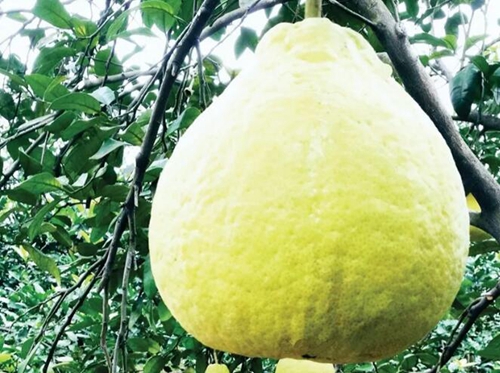 聚焦重点项目丨合江，手握乡村振兴“密码”(图4)