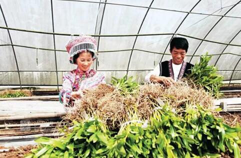 聚焦重点项目丨合江，手握乡村振兴“密码”