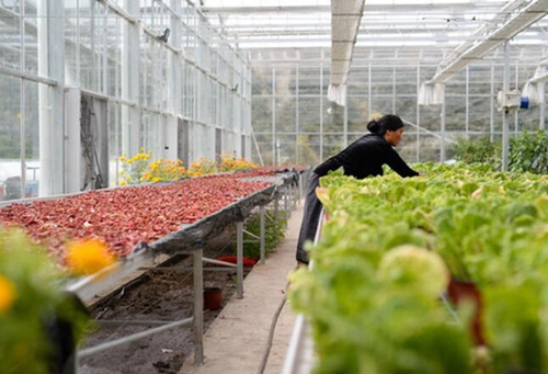 格桑花开满天路—写在川藏公路通车65周年之际(图12) 格桑花开满天路—写在川藏公路通车65周年之际(图12)