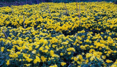 泸州古蔺镇香山村:人在花中走 遍地是黄金(图2) 泸州古蔺镇香山村:人在花中走 遍地是黄金(图2)