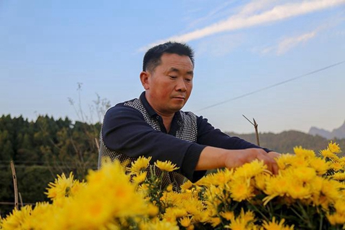 泸州古蔺镇香山村:人在花中走 遍地是黄金(图1) 泸州古蔺镇香山村:人在花中走 遍地是黄金(图1)