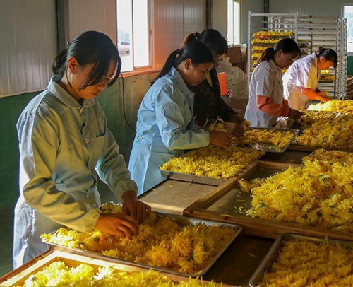 泸州古蔺镇香山村:人在花中走 遍地是黄金(图3) 泸州古蔺镇香山村:人在花中走 遍地是黄金(图3)