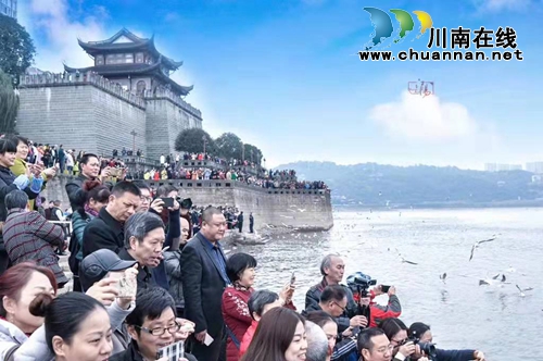镜头下红嘴鸥太美！今起到东门口和它“互动”