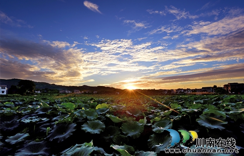 泸州市江阳区泰安街道“山色荷园·咀阳荷花”摄影大赛评选揭晓(图1) 泸州市江阳区泰安街道“山色荷园·咀阳荷花”摄影大赛评选揭晓(图1)