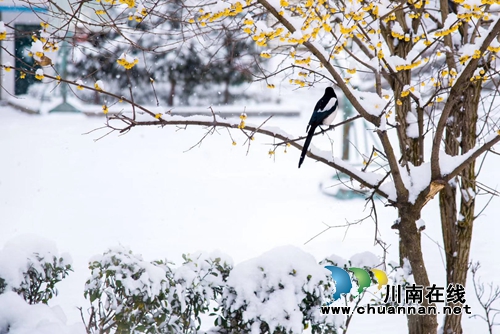 陈大刚：茶叶尖上的马嘶(图3)