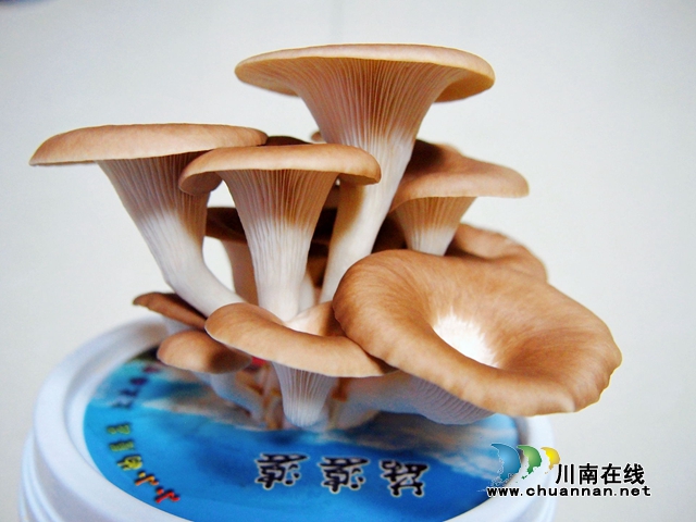 泸县得胜镇得胜中心小学校科技班的蘑菇探究活动冲进四川省科技创新大赛(图3)