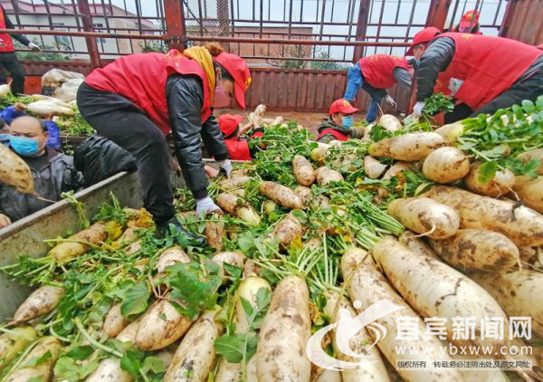 宜宾义工团队爱心企业10万斤蔬菜捐往武汉