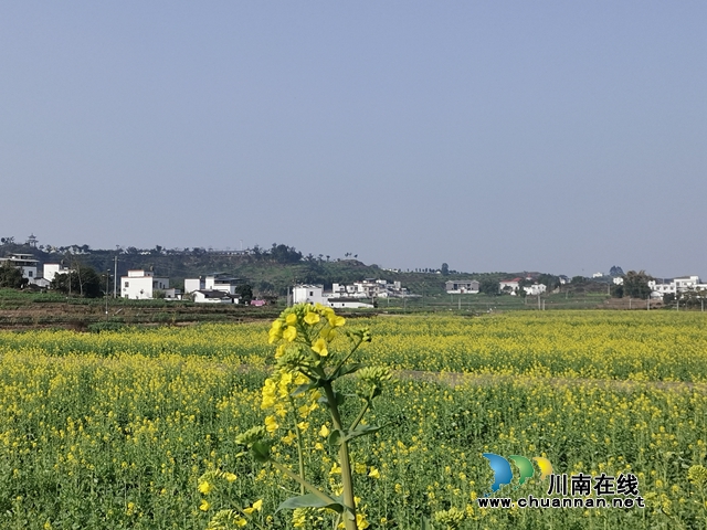 保安全 泸县谭坝油菜花海闭园谢客(图2) 保安全 泸县谭坝油菜花海闭园谢客(图2)