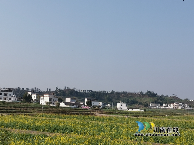 保安全 泸县谭坝油菜花海闭园谢客(图4) 保安全 泸县谭坝油菜花海闭园谢客(图4)