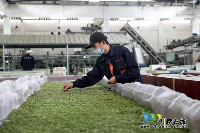 四川纳溪:疫情不阻春茶香，30万亩特早茶开采(图4)