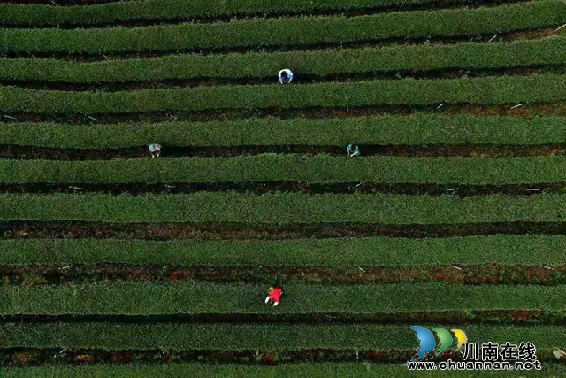 泸州纳溪:疫情不阻春茶香，30万亩特早茶开采(图5)
