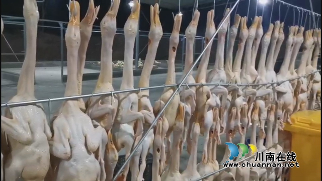 龙马潭区临时活禽集中屠宰场建成投用 日屠宰量达5000余只(图4)